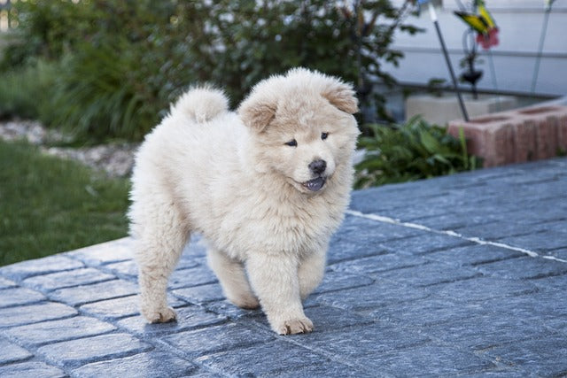 The Chow Chow: The Aloof Elegance and Timeless Mystery of China's Lion-Like Canine