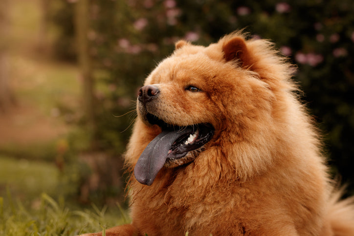 Why Some Dog Breeds Have Blue Tongues