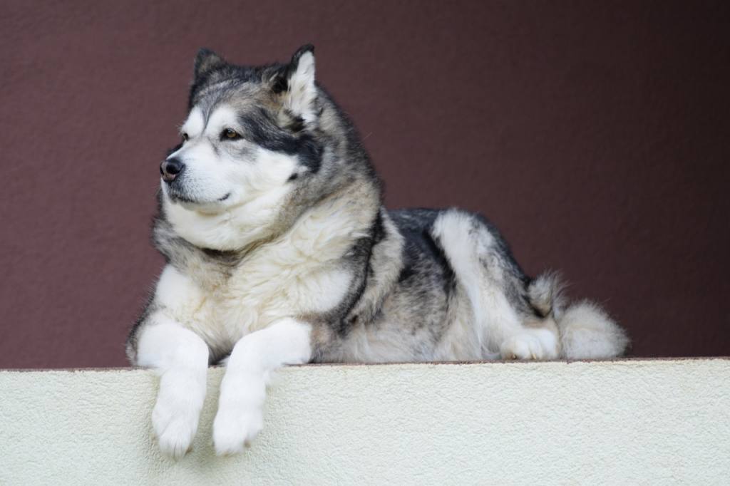 A big Husky dog sitting