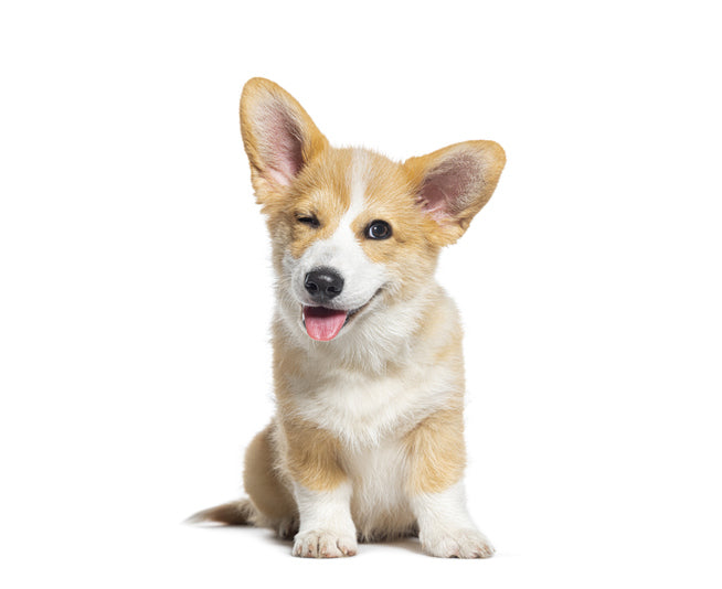 How Expensive Is It to Own a Corgi?