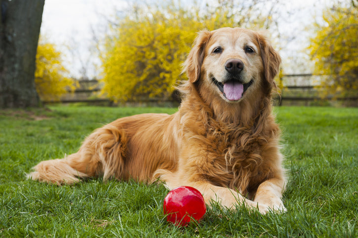 Electric Dog Fences: Wired vs. Wireless