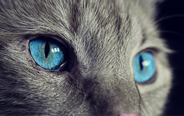 Are Cats Colorblind?