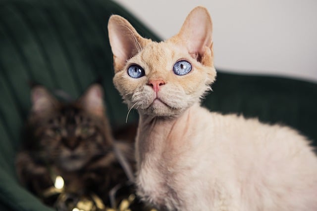 The Enchanting Devon Rex: A Whimsical Feline Companion