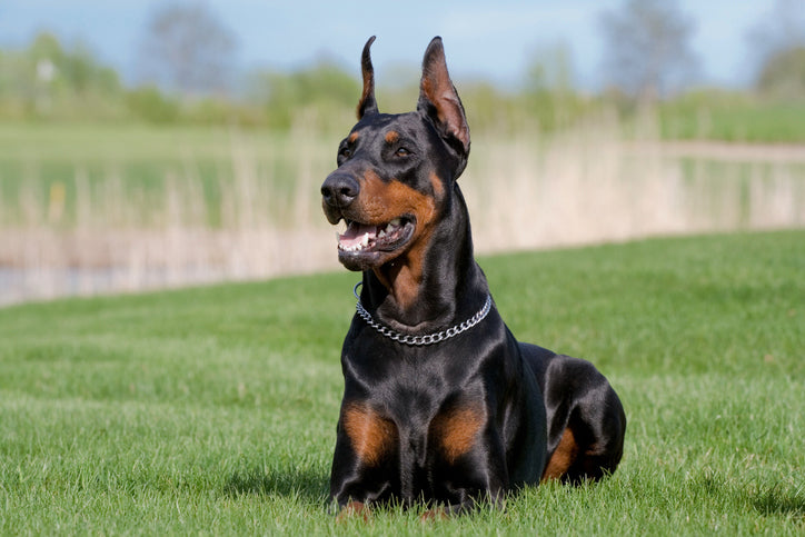 The Top 5 Smartest Dog Breeds