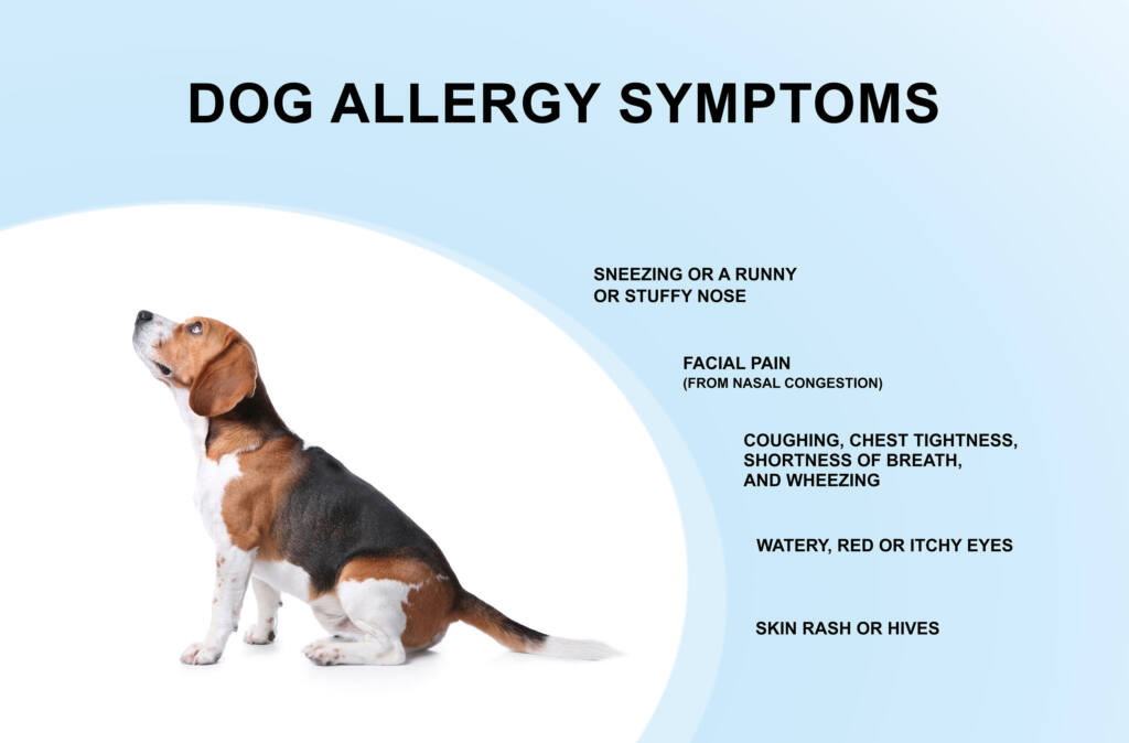 How to Tell If You’re Allergic to Dogs