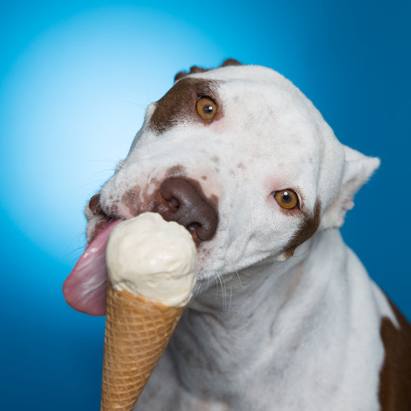 Can Dogs Eat Ice Cream?