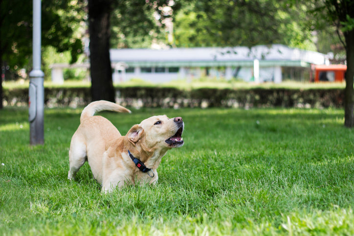 Training for Dog Barking