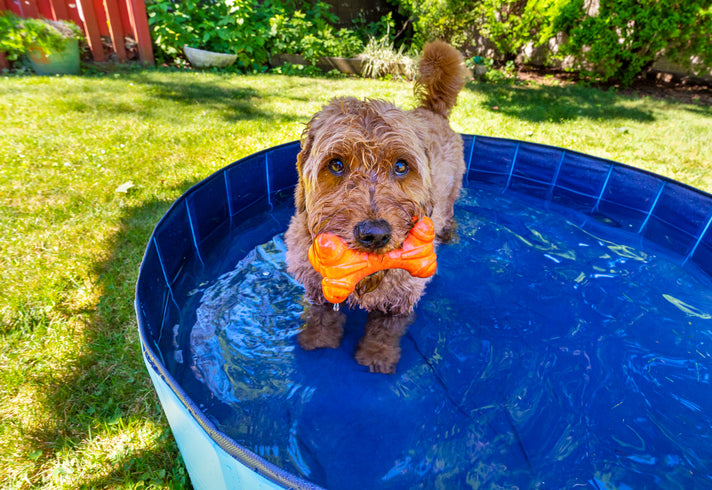 How to Plan a Doggie Spa Day