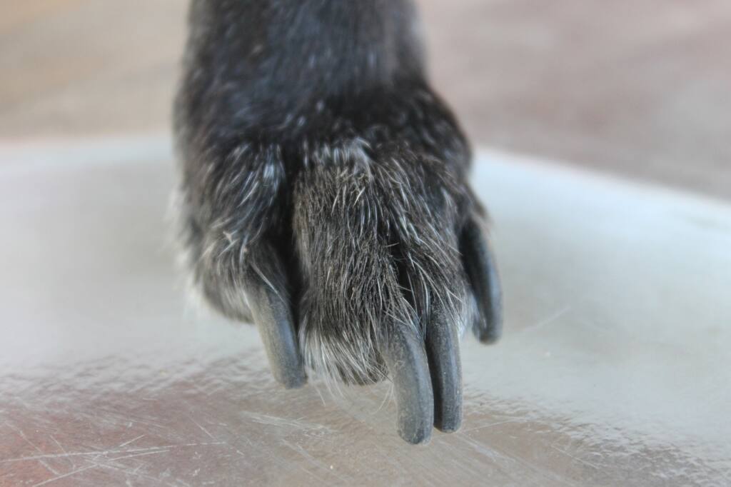 How Long Nails on Dogs Damage Their Health