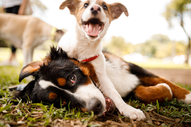 What Can a Dog Park Do for Your Community?