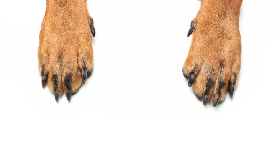 Dogs Without Dewclaws