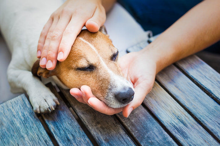 Dog Bleeding From Rectum