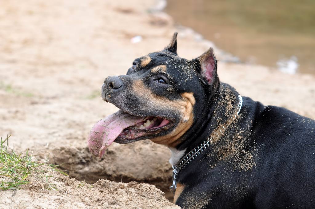 Why do Sick Dogs Dig Holes?