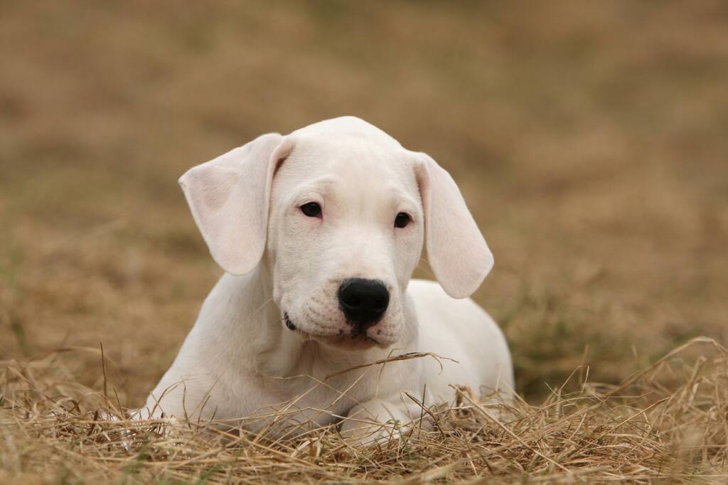 The Majestic Dogo Argentino: Unveiling the Power and Grace of this Noble Breed