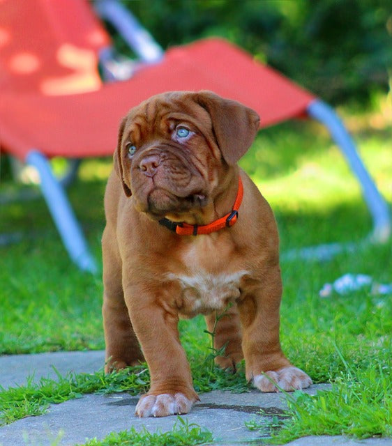 Dogue de Bordeaux: The Majesty of the French Mastiff