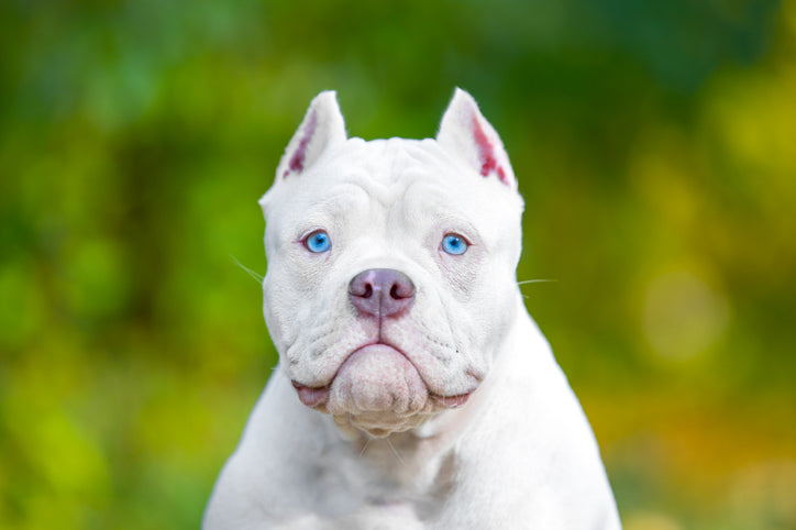 Ear Cropping and Tail Docking