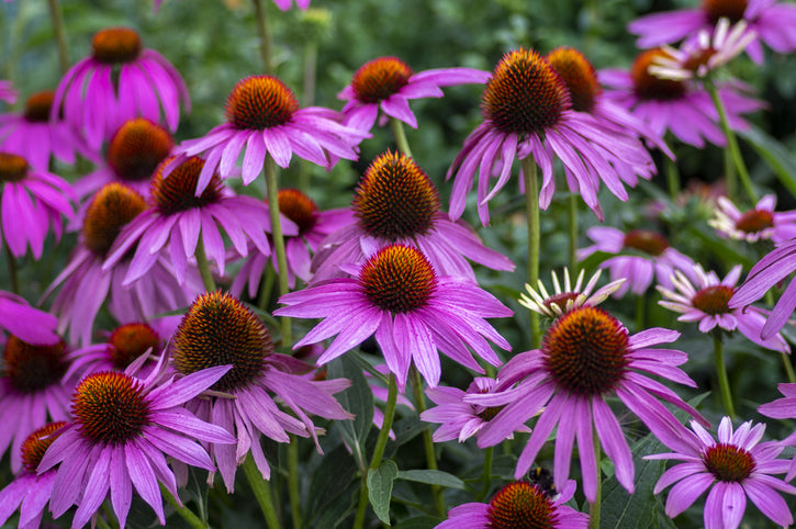 Echinacea for Dogs: Boosting Immunity and Wellness