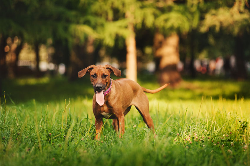 The Best Dog Breeds for Large Properties and Acreage