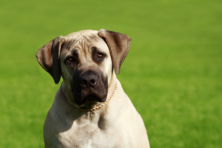 The Mighty Mastiff: A Guide to Caring for and Training Your English Mastiff