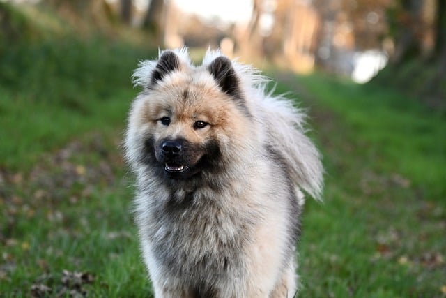 Unveiling the Eurasier Dog: A Gentle and Loyal Canine Companion