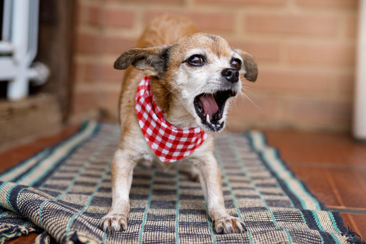 The Top 5 Most Vocal Dog Breeds: How to Manage Their Excessive Barking