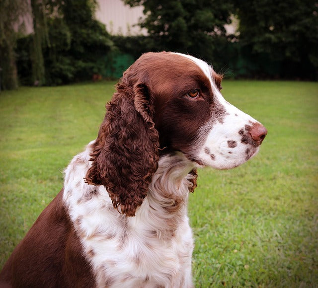 The Field Spaniel: A Gentle and Versatile Canine Companion