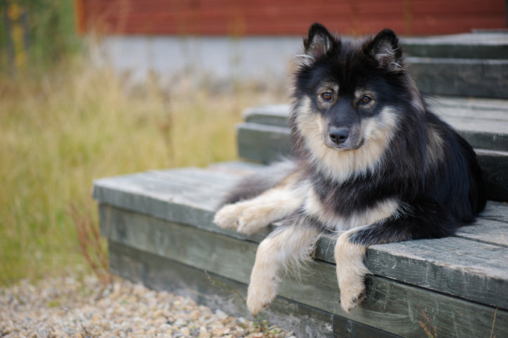 Dog Breeds of Vietnam