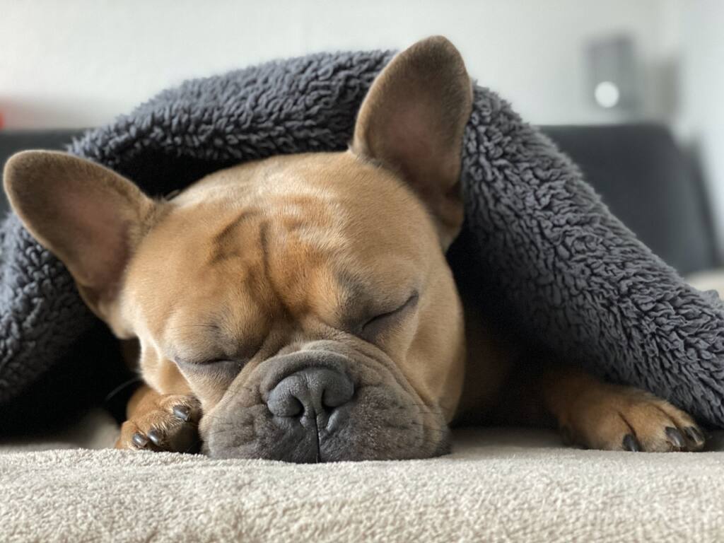 The Best Dog Breeds for Apartment Living