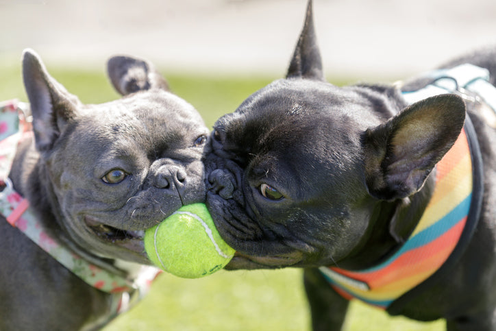 Frenchton Breed Profile