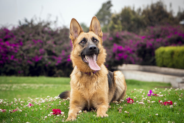 The Best Dog Breeds for Protection