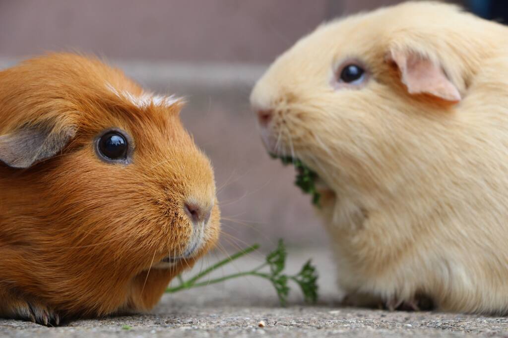 5 Surprising Benefits of Owning a Guinea Pig