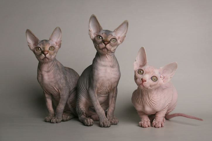 Exotic Hairless Cat Breeds: Unique and Fascinating Feline Companions