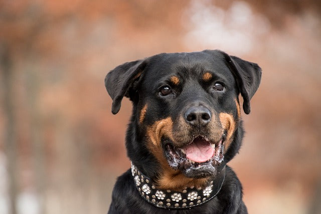 The Happiest Dog Breeds