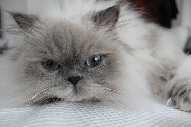 The Himalayan Cat: Exploring Their Majestic Beauty and Serene Personality