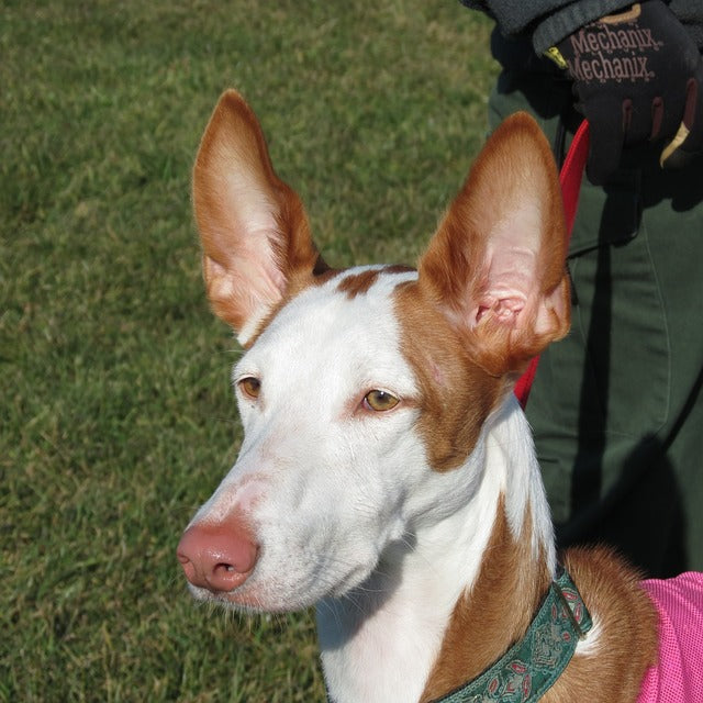 The Ibizan Hound: The Elegance and Versatility of This Ancient Sighthound