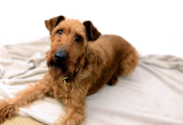 The Irish Terrier: A Spirited and Loyal Canine Companion Unveiled