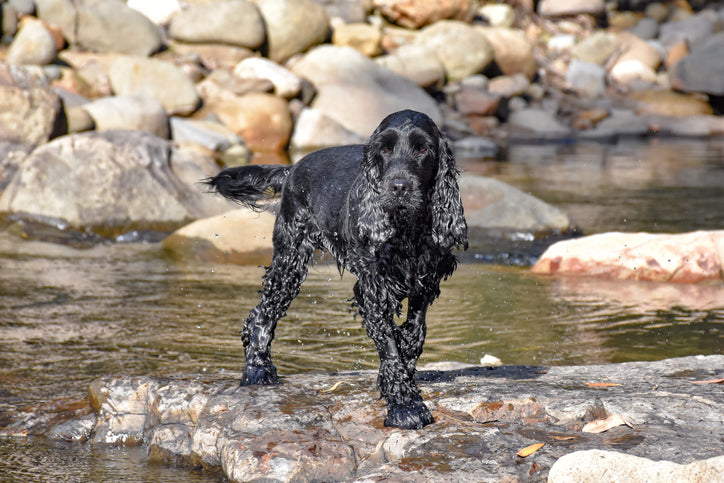 The Irish Water Spaniel: A Spirited and Intelligent Canine Companion