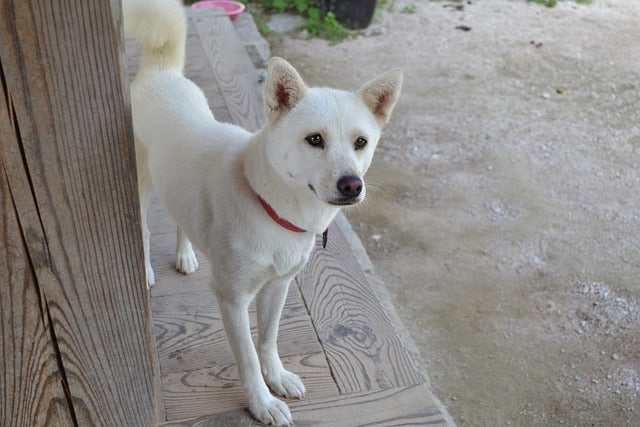 Korean Jindo Dog