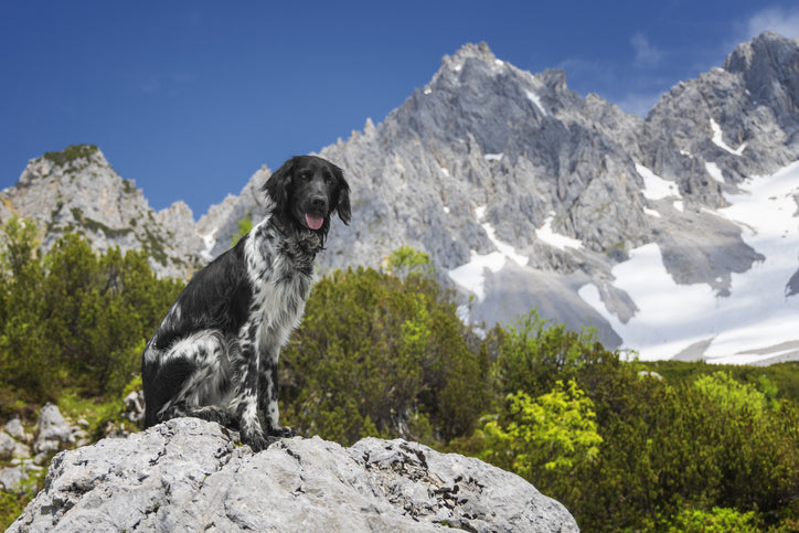 The Large Munsterlander: A Magnificent Sporting Companion