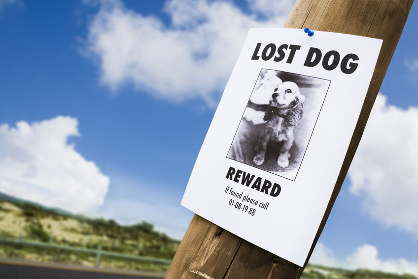 How do you find your lost dog?