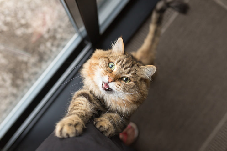 Getting Your Cat to Stop Meowing at the Door: A Guide