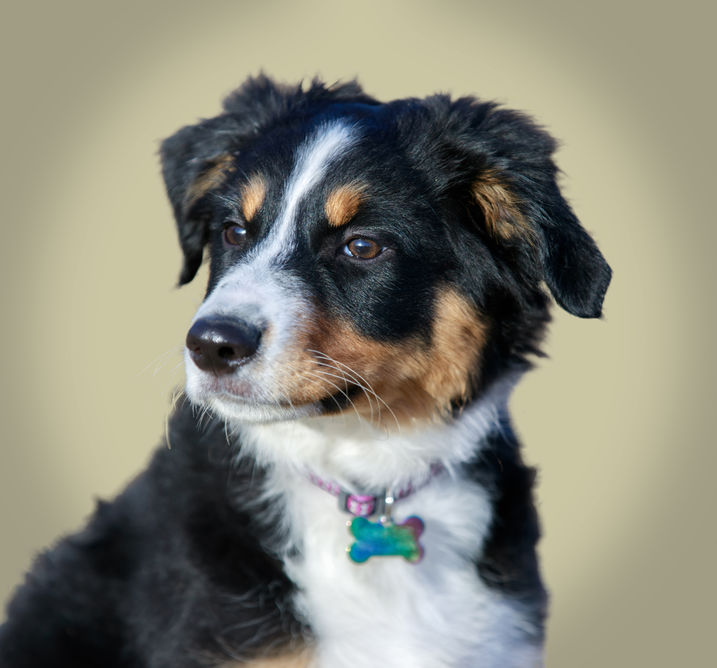 Miniature American Shepherd