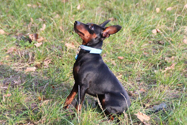 The Miniature Pinscher