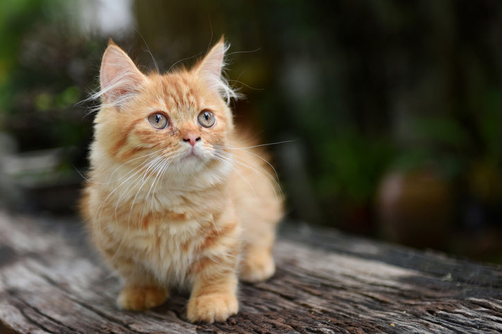 Everything You Ever Wanted to Know About Teacup Cats