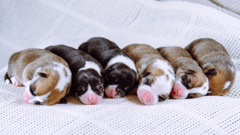 Caring for Newborn Puppies: A Guide to Nurturing Tiny Lives