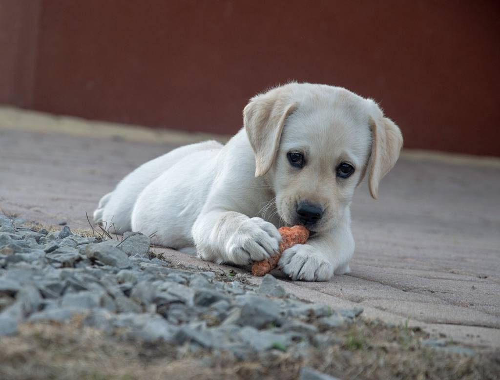 Are Dogs Omnivores?