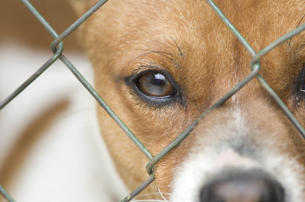 The Dangers of Overbreeding Dogs — eXtreme Dog Fence