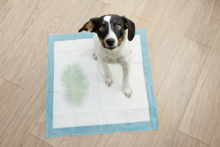 How to Successfully Wean Your Dog Off of Pee Pads