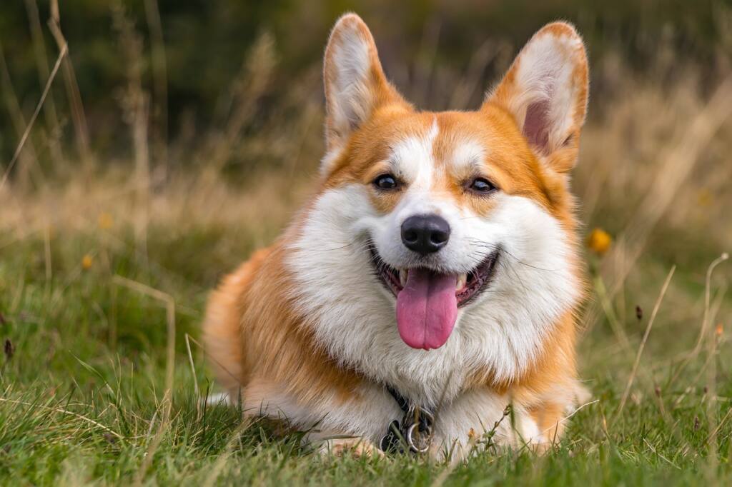 The Pembroke Welsh Corgi: A Delightful Breed with a Big Personality