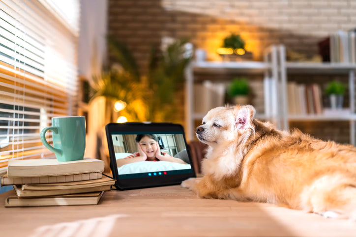 Using Pet Cameras: The Pros and Cons